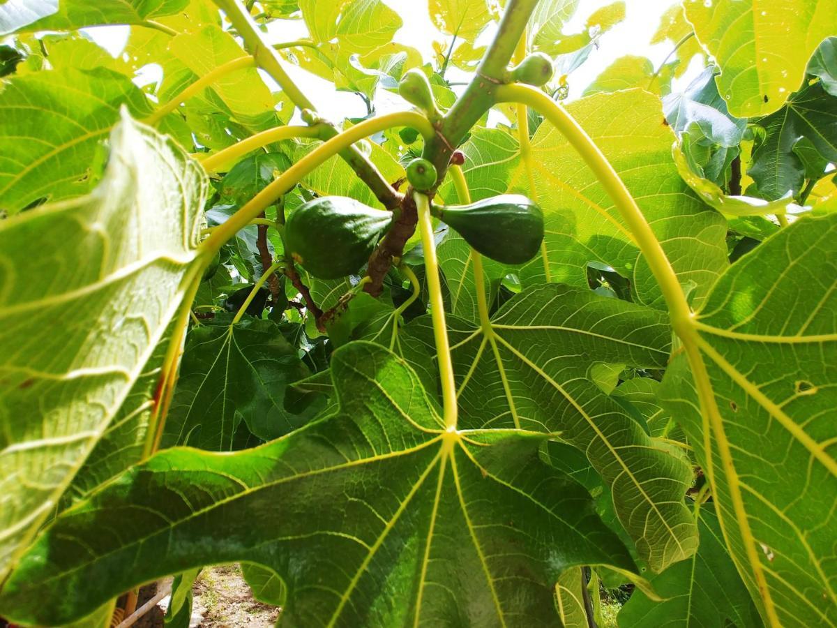 Отель Agricamping Ponteraggio N.1 Дольчеаккуа Экстерьер фото